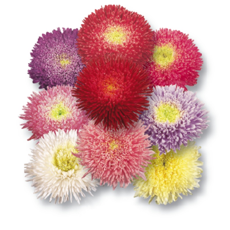 Aster Benary’s Princess Mix Flower Seeds