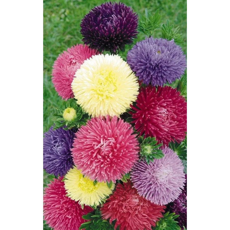 Aster Gala Formula Mix Flower Seeds