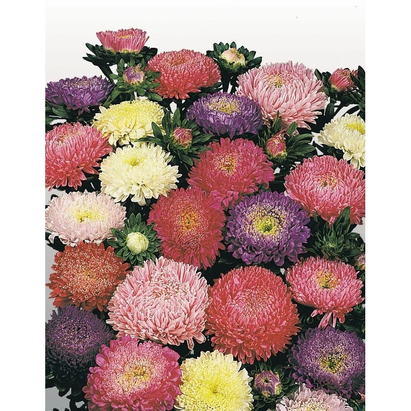 Aster Matador Mix Flower Seeds