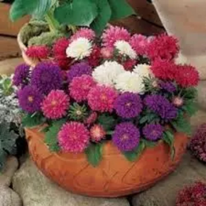 Aster Pot & Patio Mix Flower Seeds