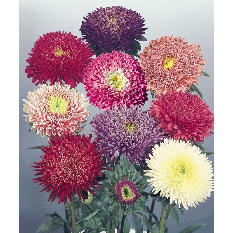 Aster Standy Mix Flower Seeds