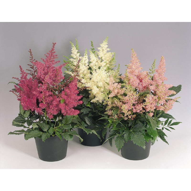 Astilbe Astary Mix Flower Seeds