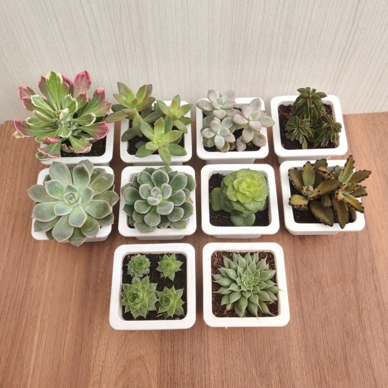 Beautiful Live Assorted Succulents Plants Quantity-10 (Any 10 Succulents Plant)