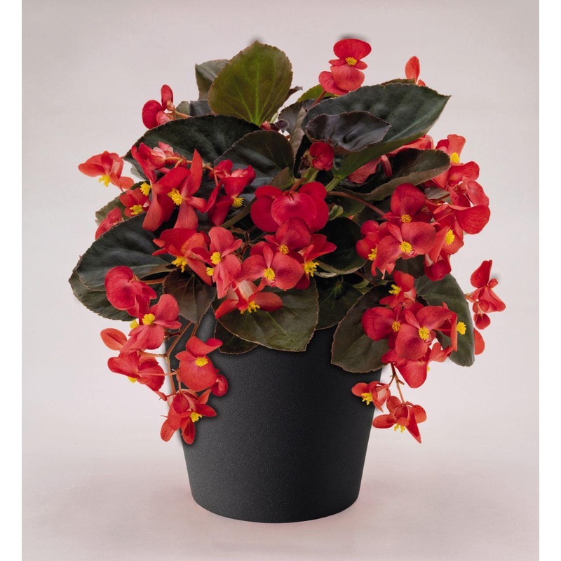 Begonia Interspecific Big Deluxxe Red Bronze Leaf Flower  Seeds