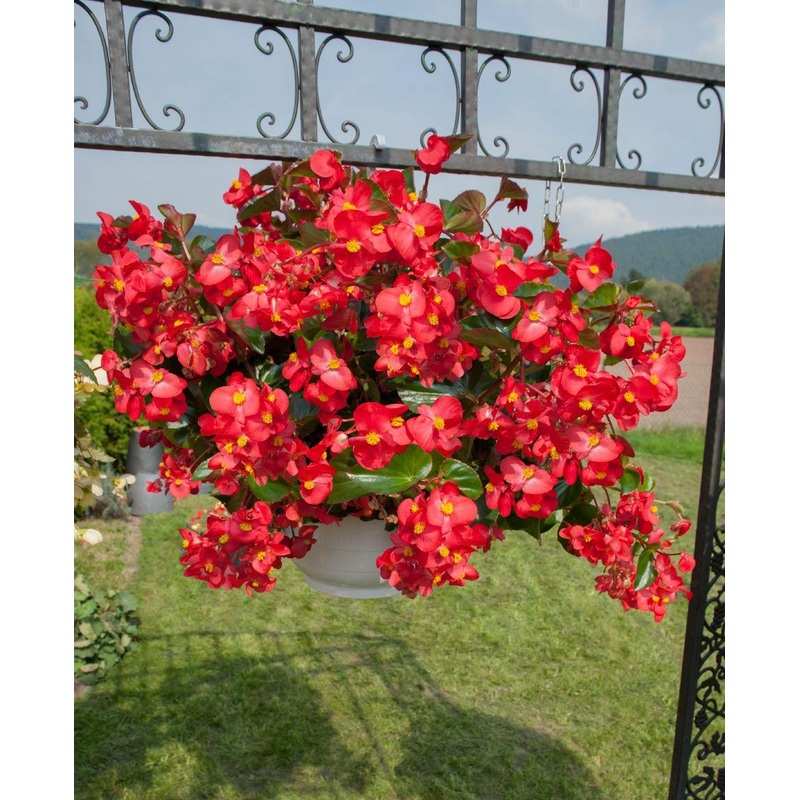 Begonia Interspecific Big Deluxxe Red Green Leaf  Flower Seeds