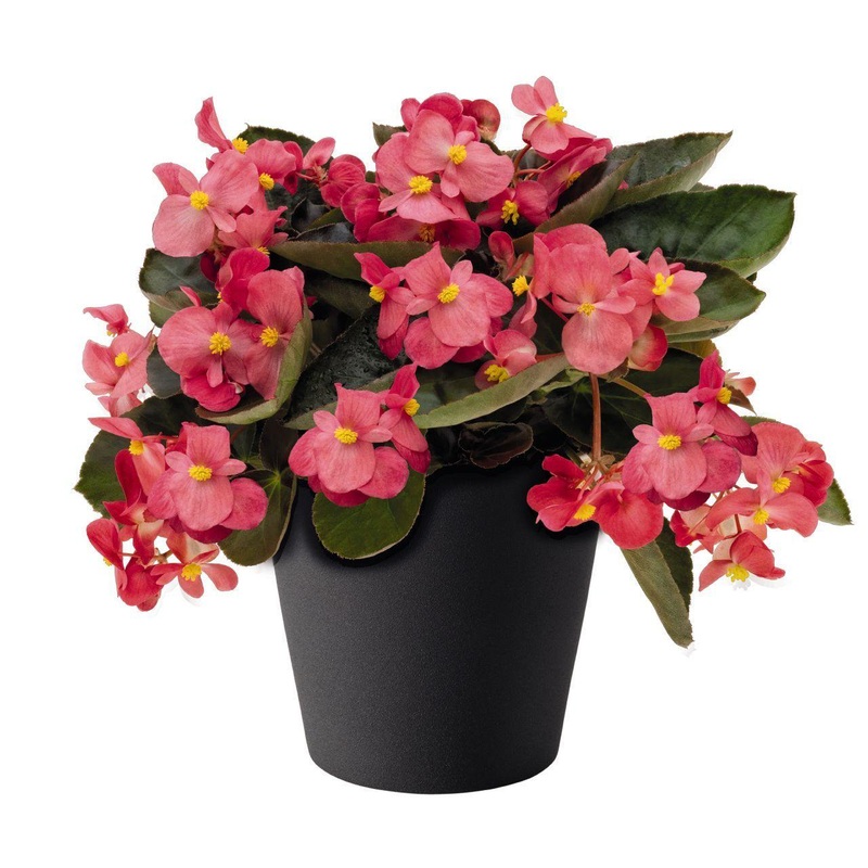Begonia Interspecific Big Deluxxe Rose Bronze Leaf flower Seeds