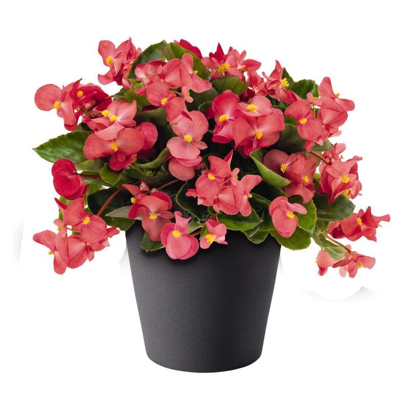 Begonia Interspecific Big Deluxxe Rose Green Leaf Fower Seeds