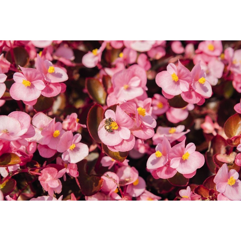 Begonia Semperflorens Nightlife Pink Flower Seeds