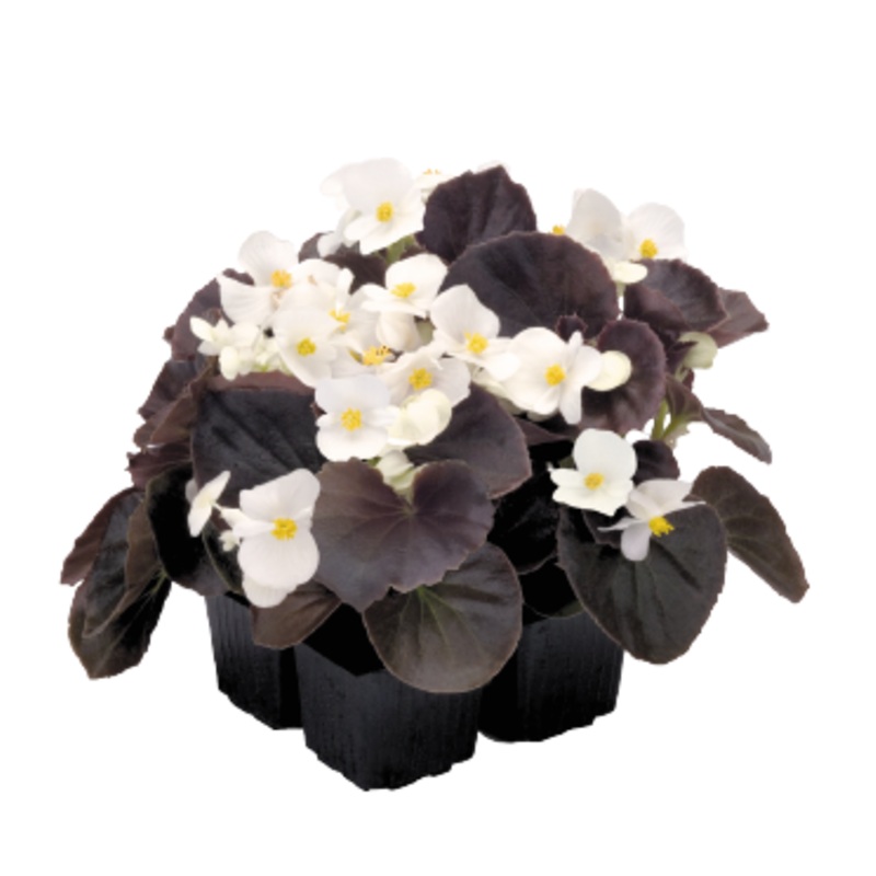 Begonia Semperflorens Nightlife White Flower Seeds