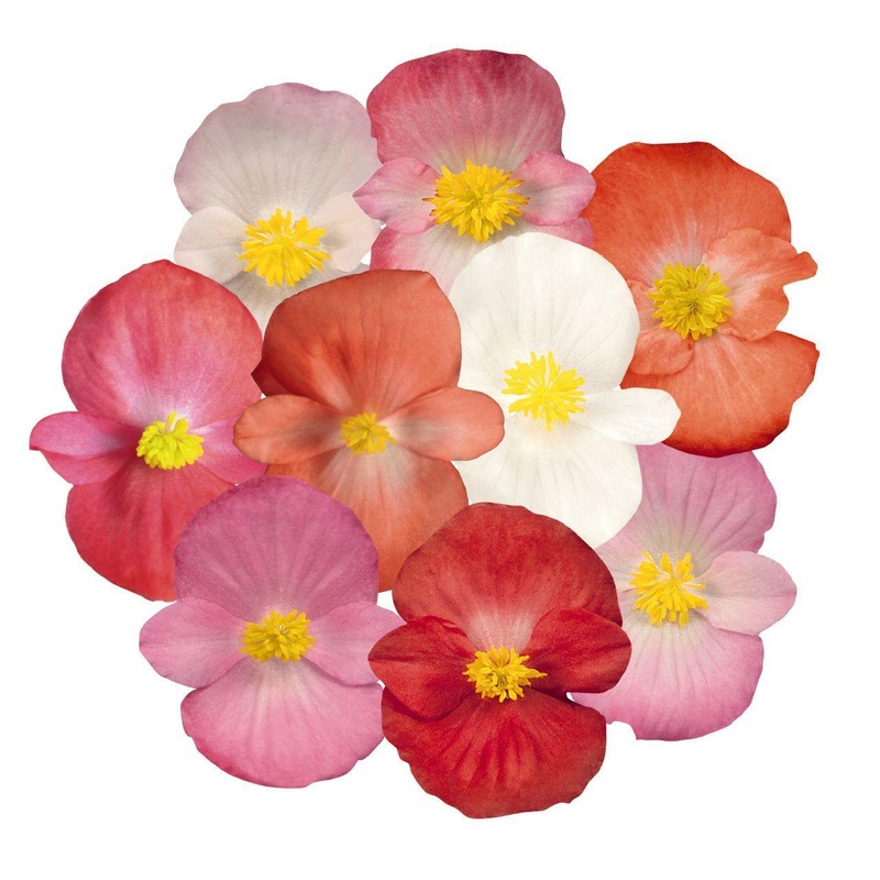Begonia Semperflorens Sprint Plus Maxi Mix Flower Seeds