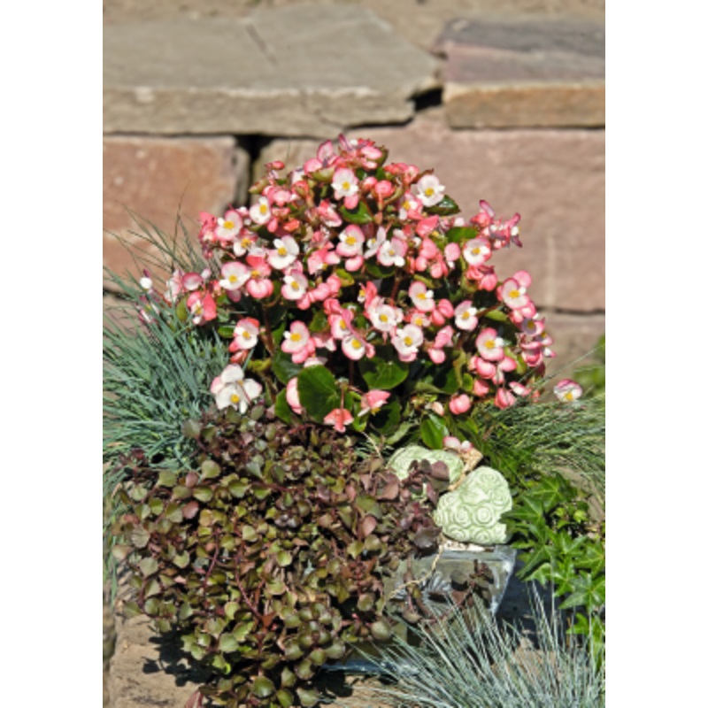Begonia semperflorens Super Olympia Bicolor Flower Seeds