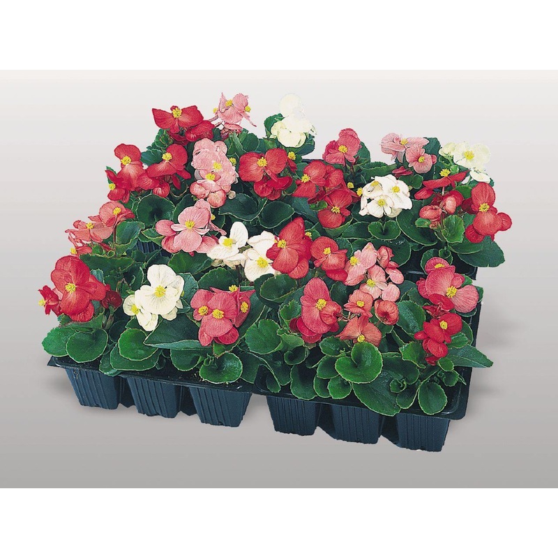 Begonia Semperflorens Super Olympia Mix Flower Seeds