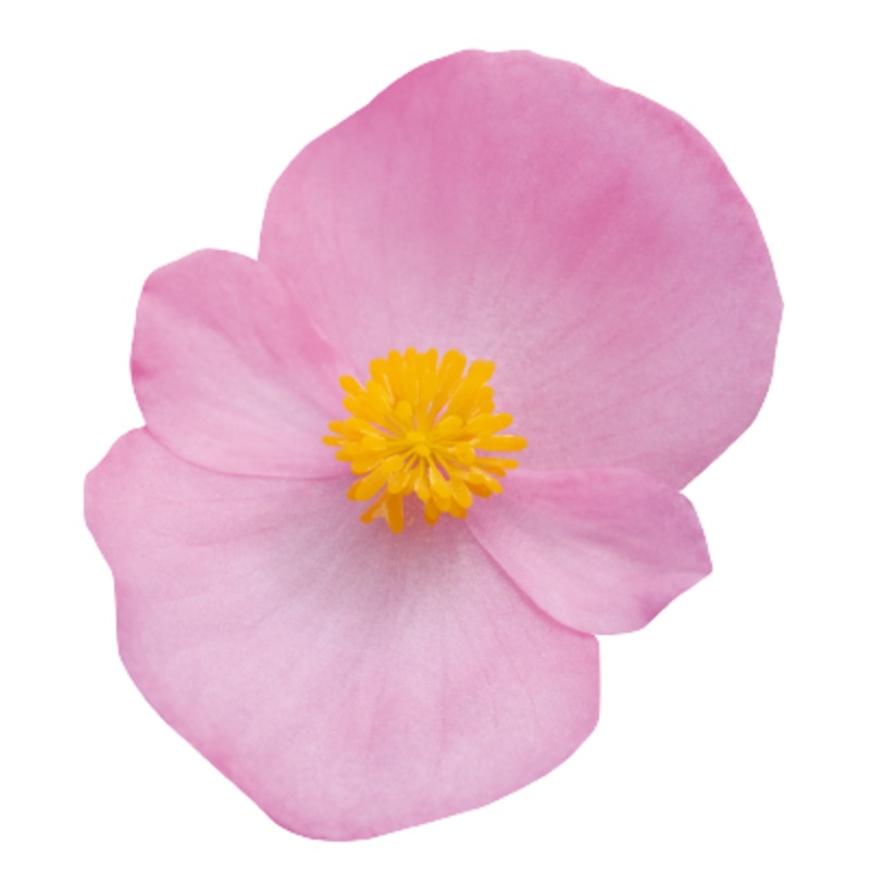 Begonia semperflorens Super Olympia Pink Flower Seeds