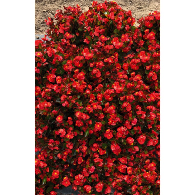 Begonia semperflorens Super Olympia Red Flower Seeds