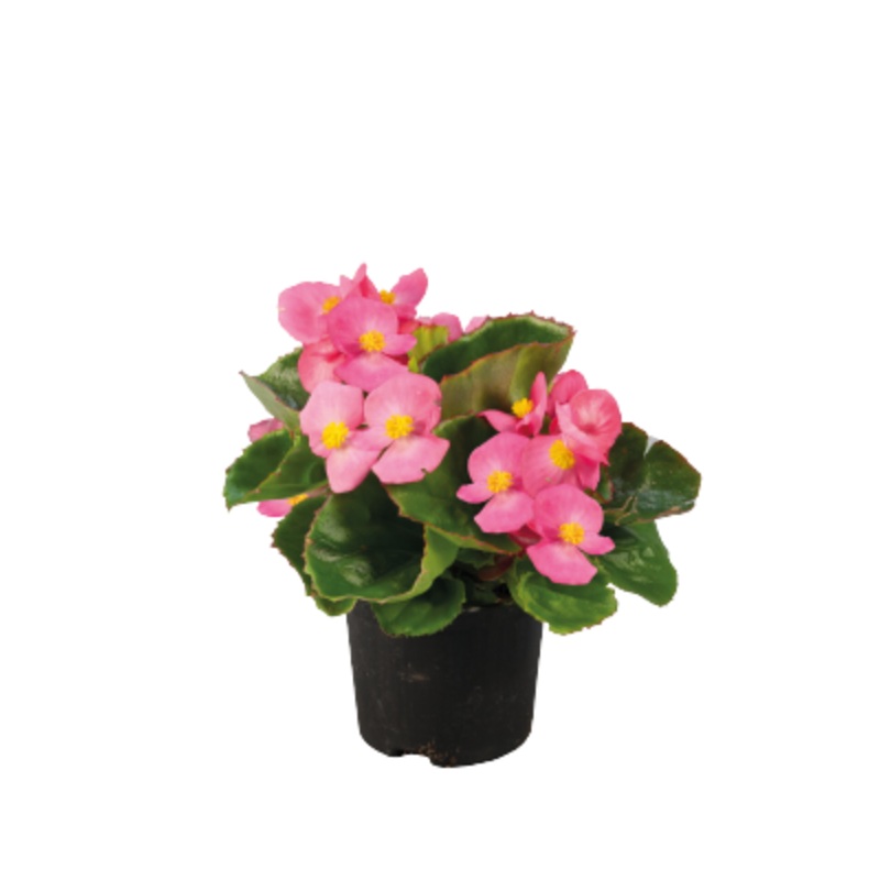 Begonia semperflorens Super Olympia Rose Flower Seeds