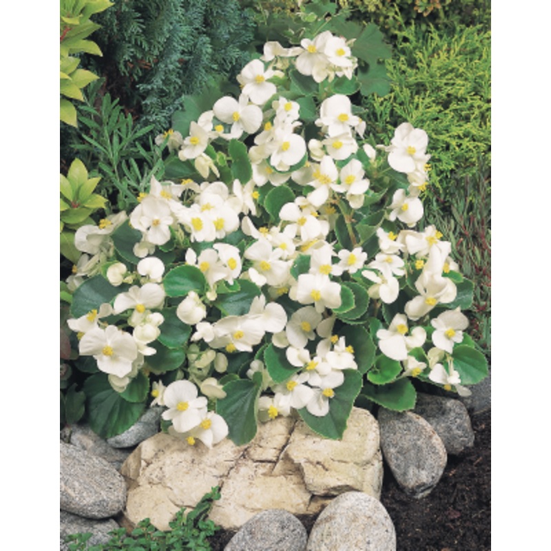 Begonia semperflorens Super Olympia White Flower Seeds