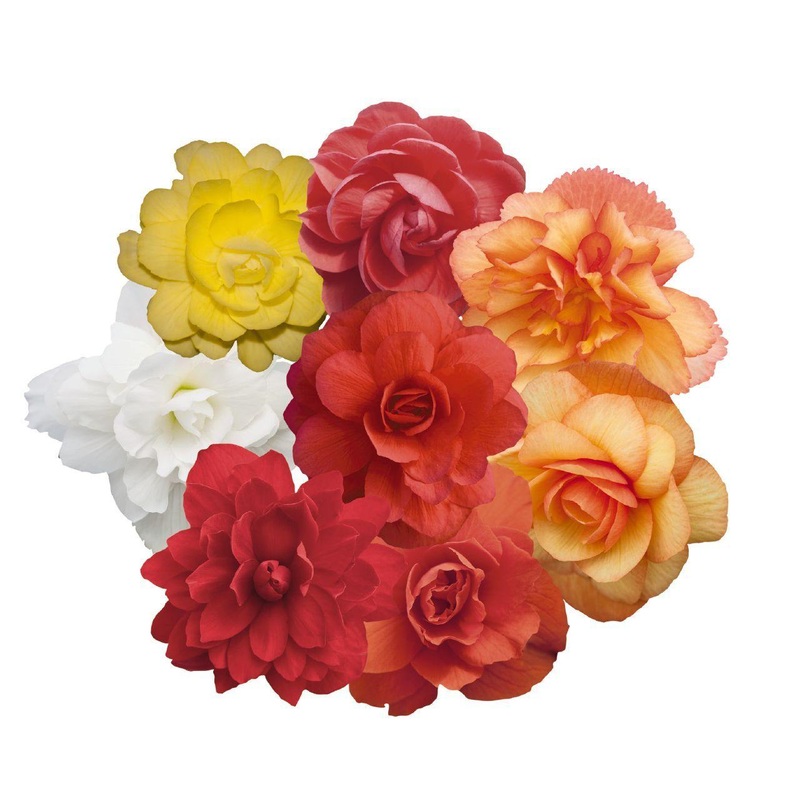 Begonia Tuberhybrida Illumination Mix Flower Seeds
