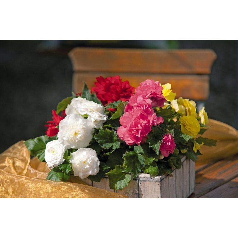 Begonia Tuberhybrida New Star Mix Flower Seeds