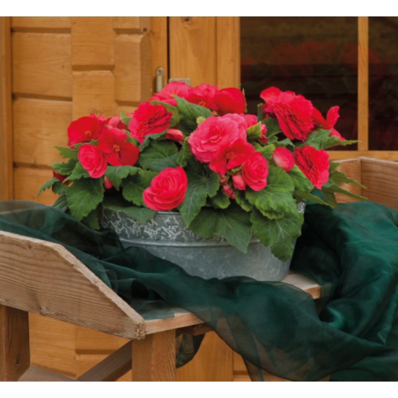 Begonia Tuberhybrida Nonstop Deep Rose Flower Seeds