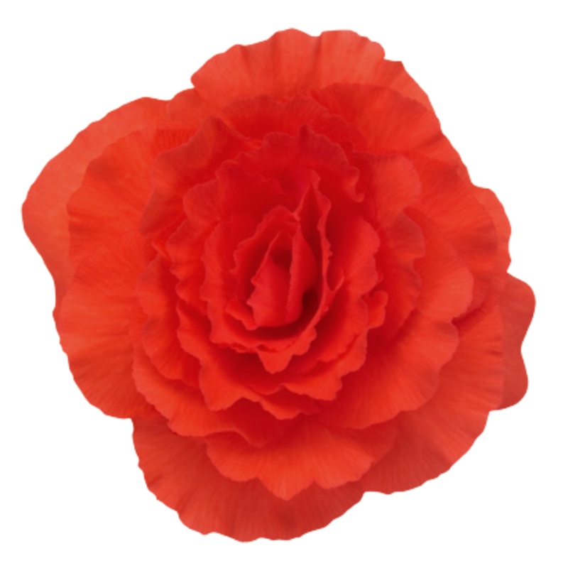 Begonia Tuberhybrida Nonstop Deep Salmon Flower Seeds