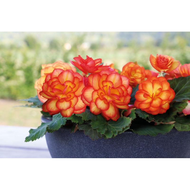 Begonia Tuberhybrida Nonstop Fire Flower Seeds