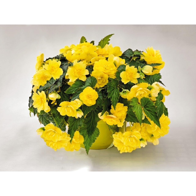 Begonia Tuberhybrida Nonstop Joy Flower Seeds