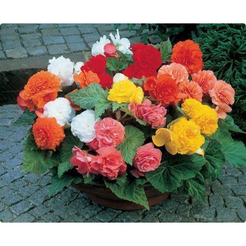 Begonia Tuberhybrida Nonstop Mix Flower Seeds