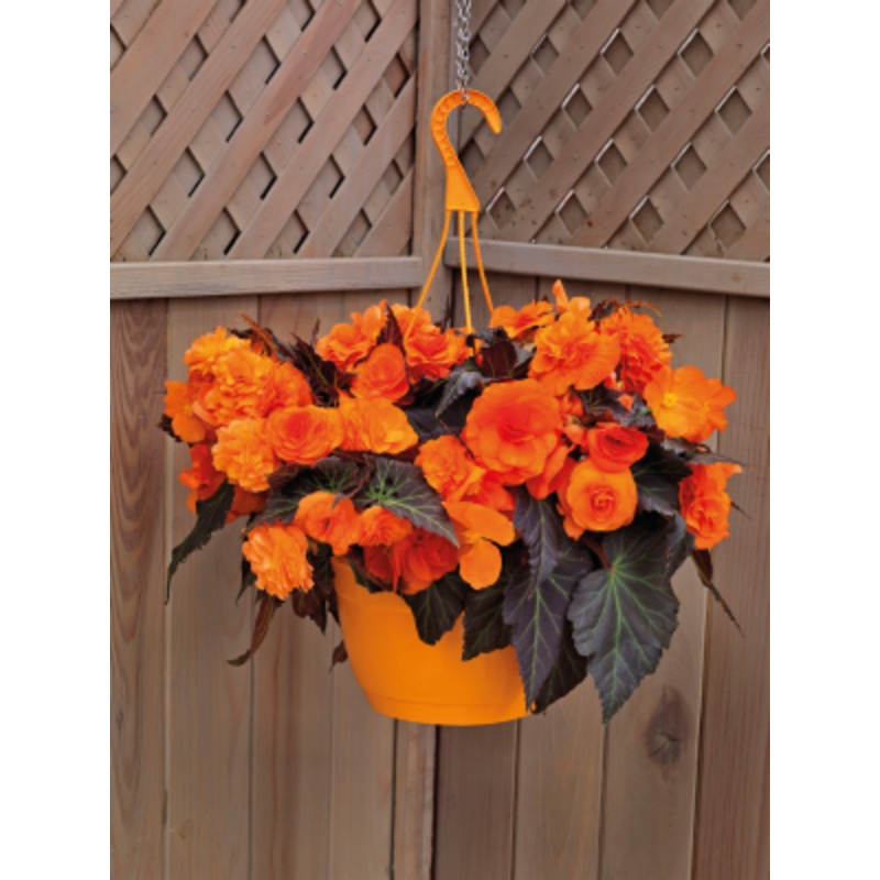 Begonia Tuberhybrida Nonstop Mocca Bright Orange Flower Seeds