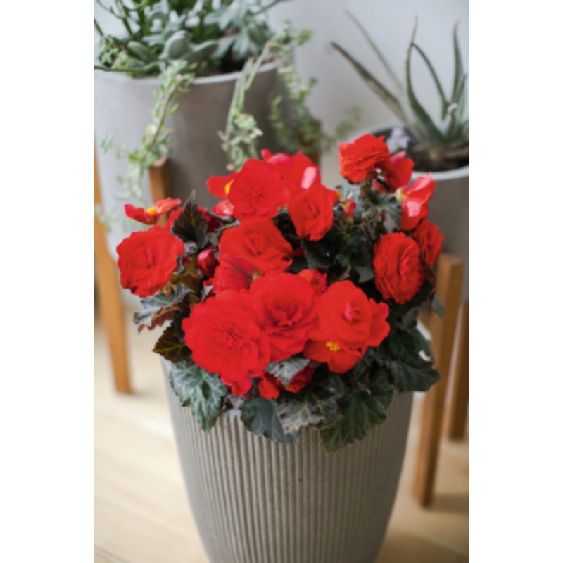 Begonia Tuberhybrida Nonstop Mocca Cherry Flower Seeds