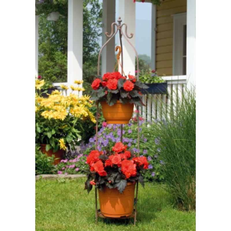 Begonia Tuberhybrida Nonstop Mocca Deep Orange Flower Seeds