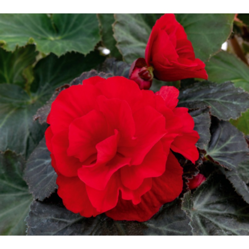 Begonia Tuberhybrida Nonstop Mocca Deep Red Flower Seeds