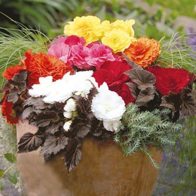 Begonia Tuberhybrida Nonstop Mocca Mix Flower Seeds