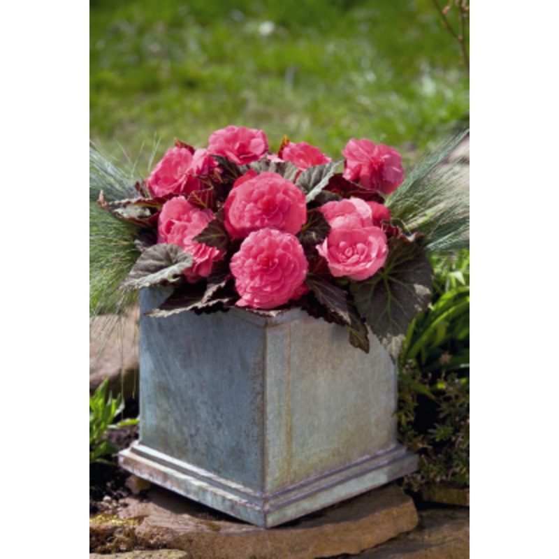 Begonia Tuberhybrida Nonstop Mocca Pink Shades Flower Seeds