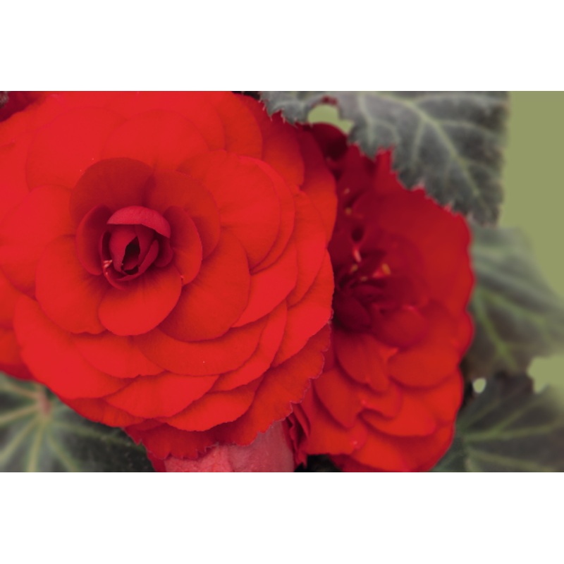Begonia Tuberhybrida Nonstop Mocca Red Flower Seeds