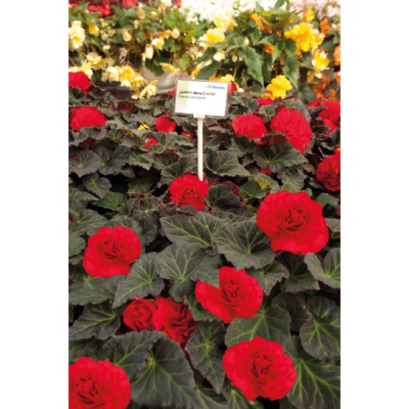 Begonia Tuberhybrida Nonstop Mocca Scarlet Flower Seeds