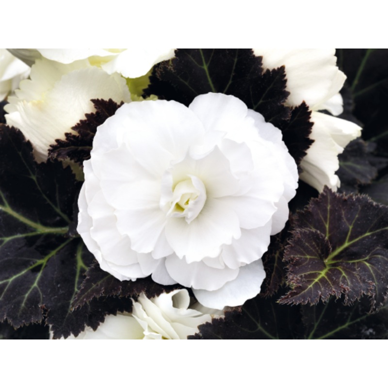 Begonia Tuberhybrida Nonstop Mocca White Flower Seeds