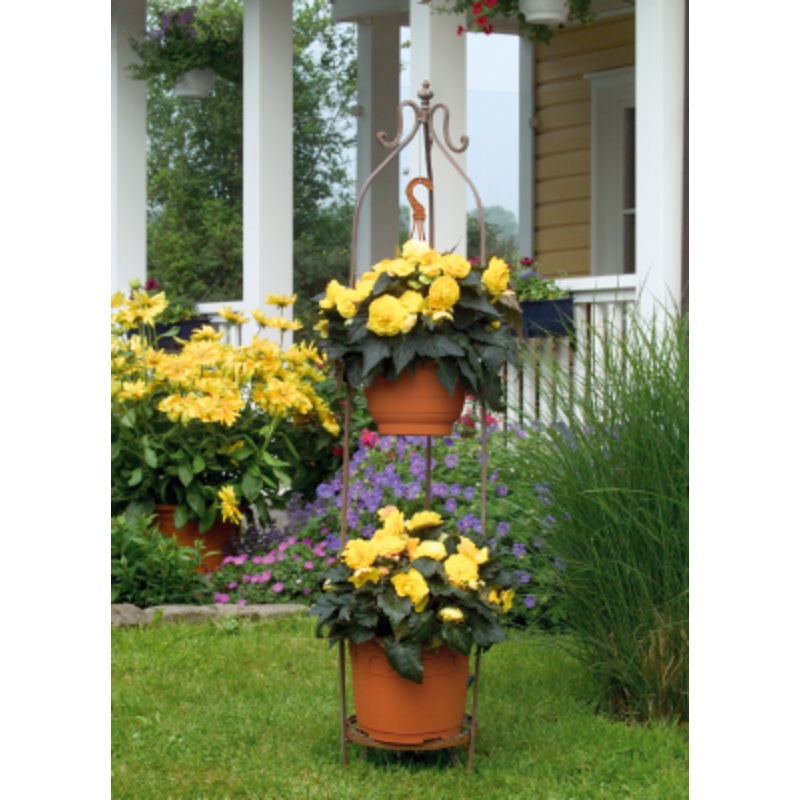 Begonia Tuberhybrida Nonstop Mocca Yellow Flower Seeds