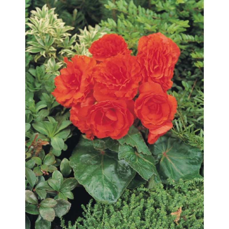 Begonia Tuberhybrida Nonstop Orange Flower Seeds