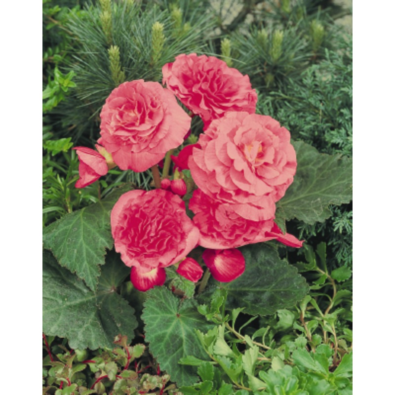 Begonia Tuberhybrida Nonstop Pink Flower Seeds