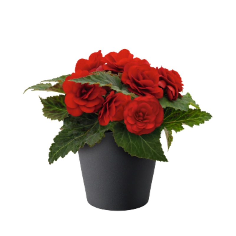 Begonia Tuberhybrida Nonstop Red Flower Seeds