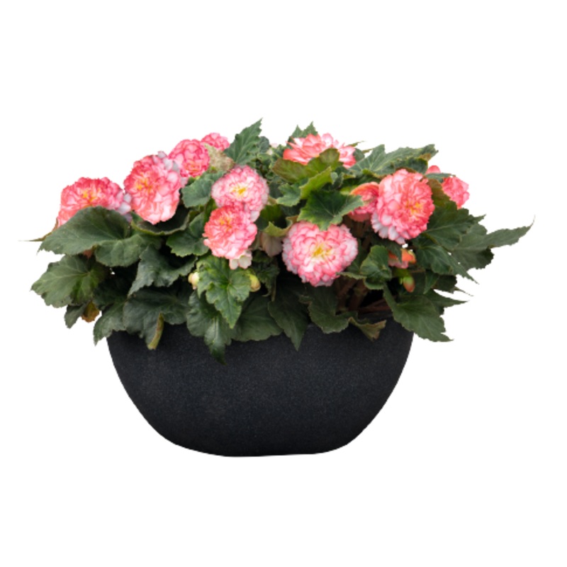 Begonia Tuberhybrida Nonstop Rose Picotee Flower Seeds