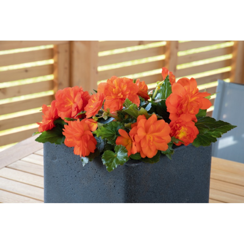 Begonia Tuberhybrida Nonstop Sunset Flower Seeds