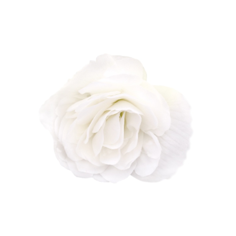 Begonia Tuberhybrida Nonstop White Flower Seeds