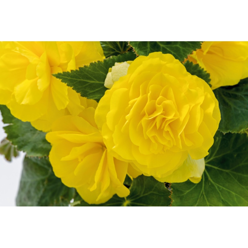 Begonia Tuberhybrida Nonstop Yellow Flower Seeds