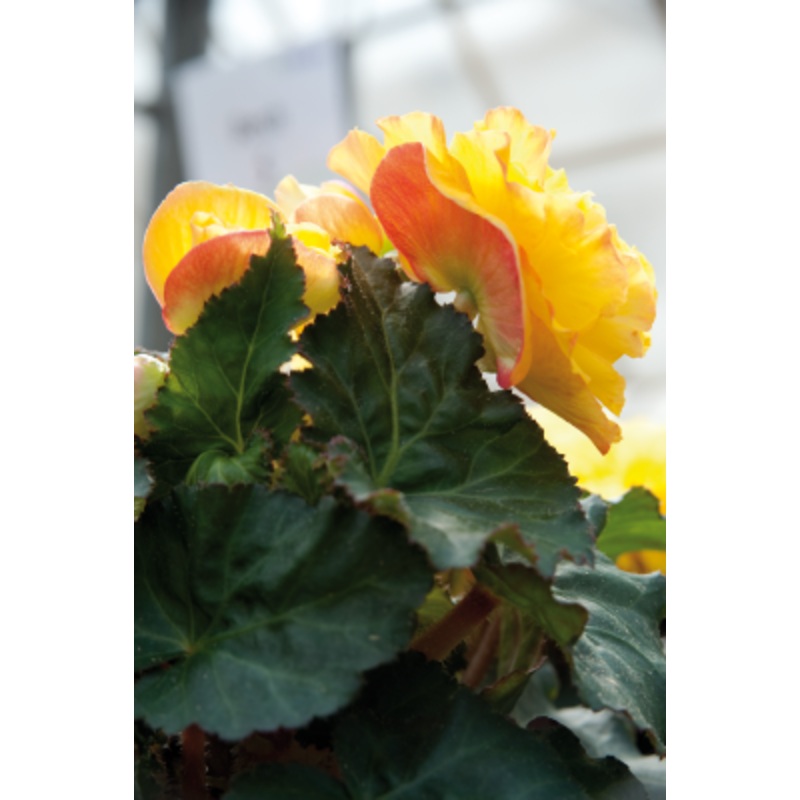 Begonia Tuberhybrida Nonstop Yellow Red Back Flower Seeds