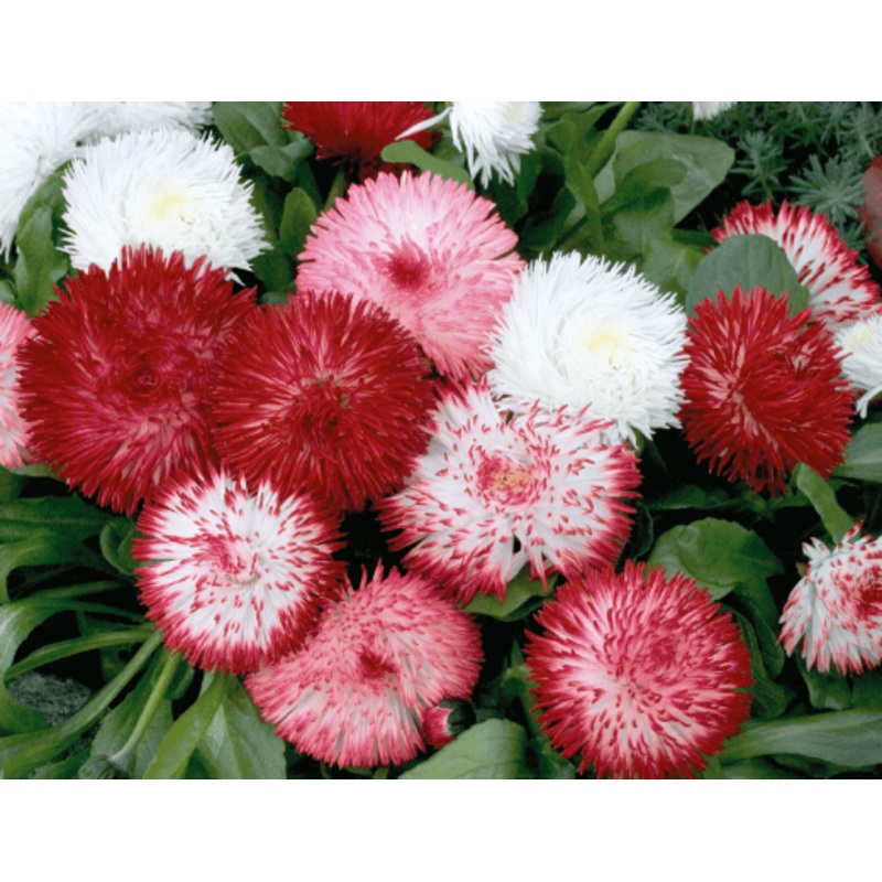 Bellis Habanera Mix Flower Seeds