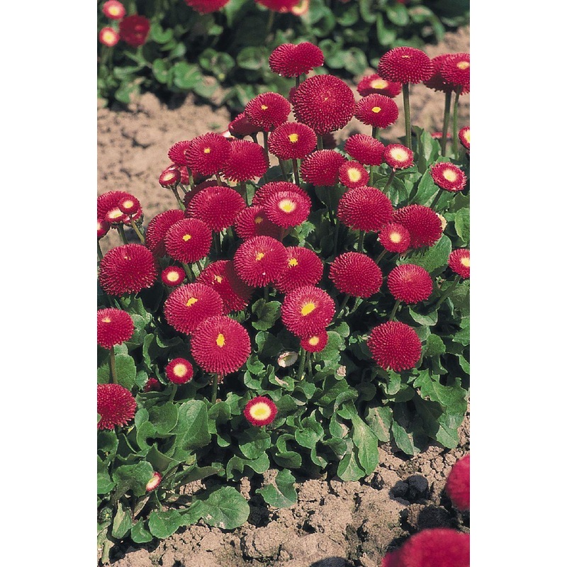 Bellis Tasso Deep Rose Flower Seeds