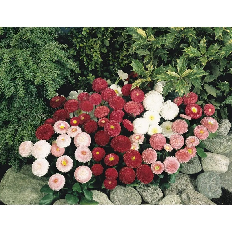 Bellis Tasso Mix Flower Seeds