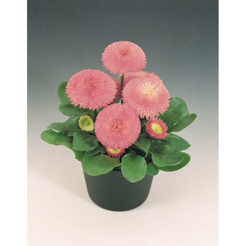 Bellis Tasso Pink Flower Seeds