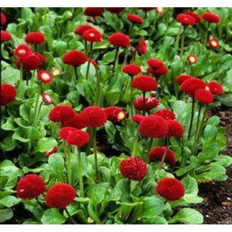 Bellis Tasso Red Flower Seeds